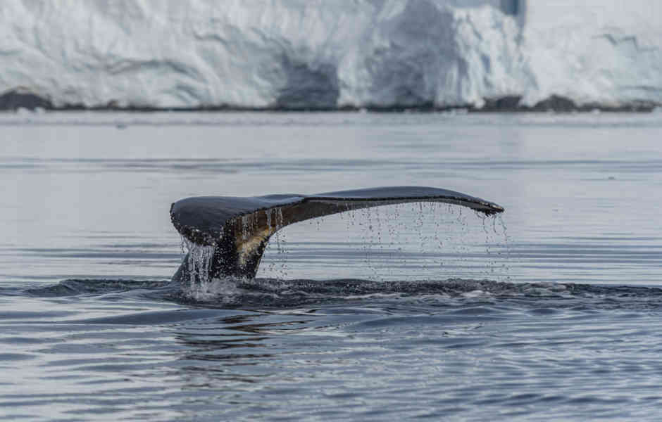 Ballena Minke - Antártida 09.jpg